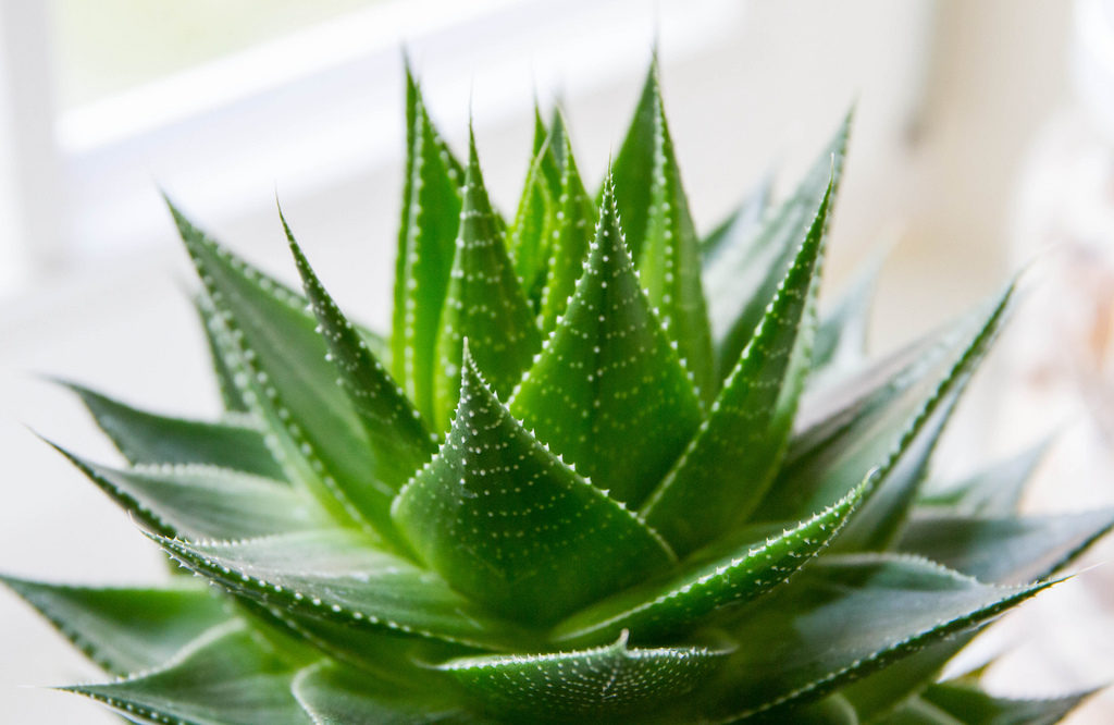 green aloe vera plant in bloom