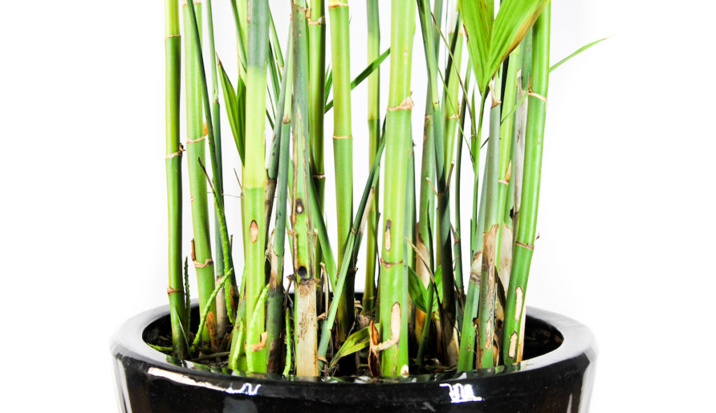 shoots of bamboo palm in a pot