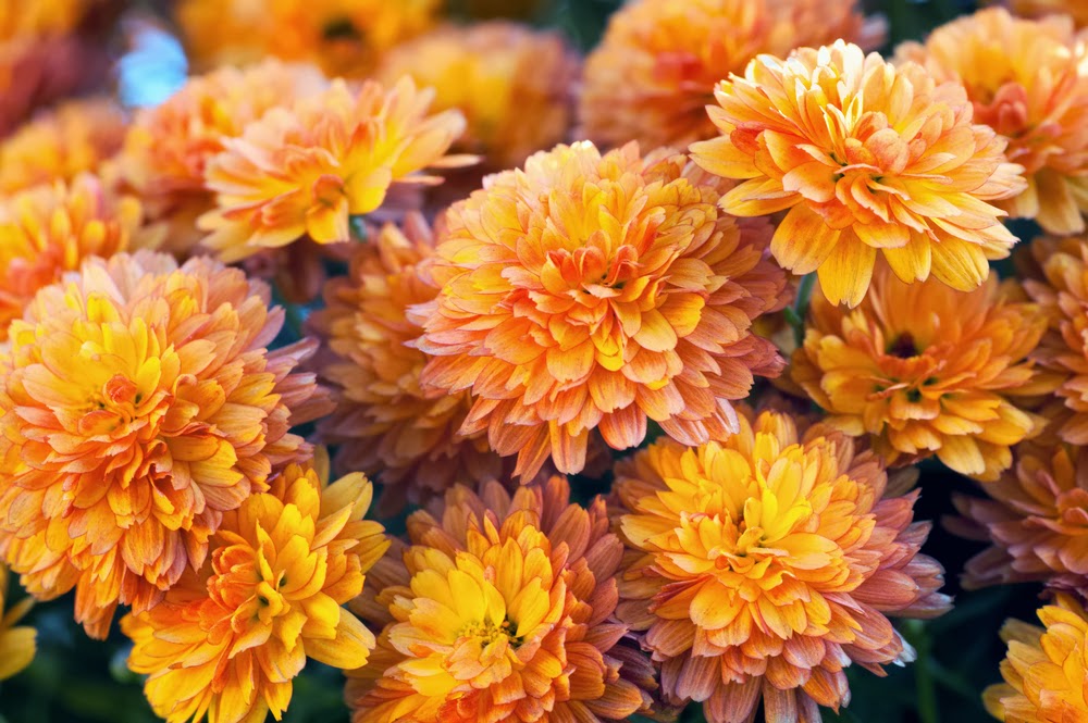 array of garden mum flowers orange