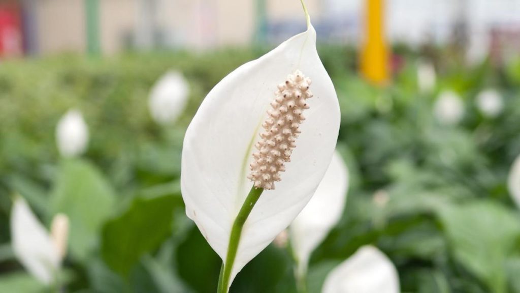 single peace lily flower in full bloom