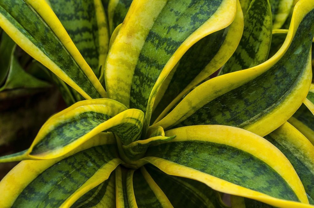 close up of green and yellow snake plant