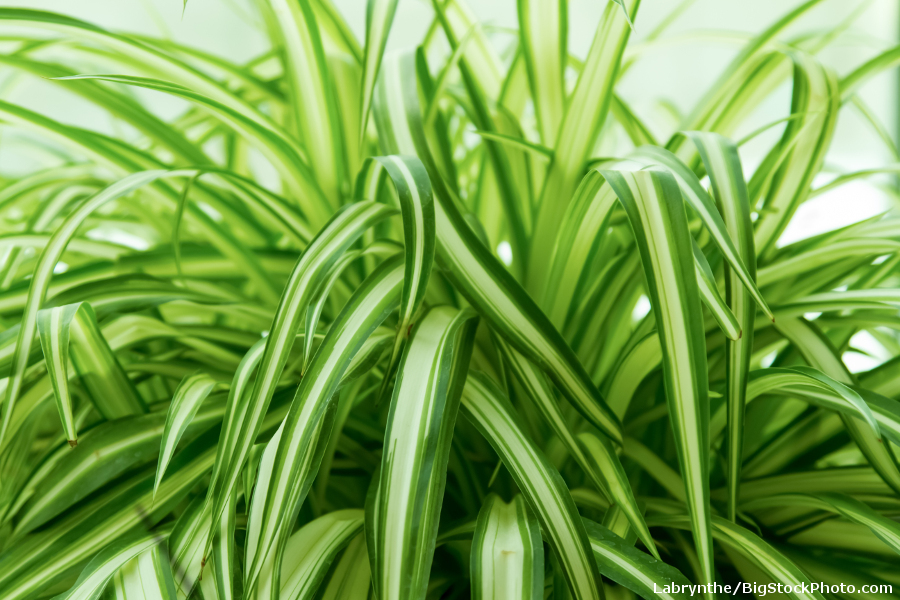 close up of green and white spider plant